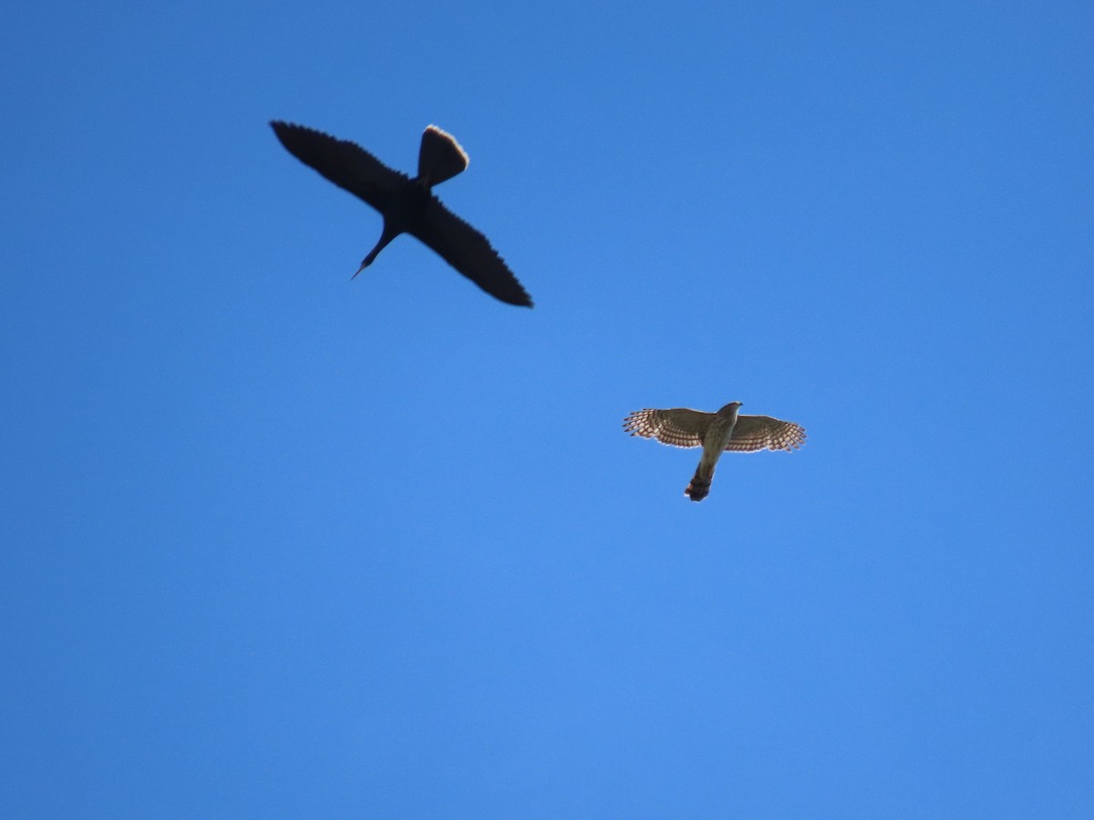 Cooper's Hawk - ML633900419