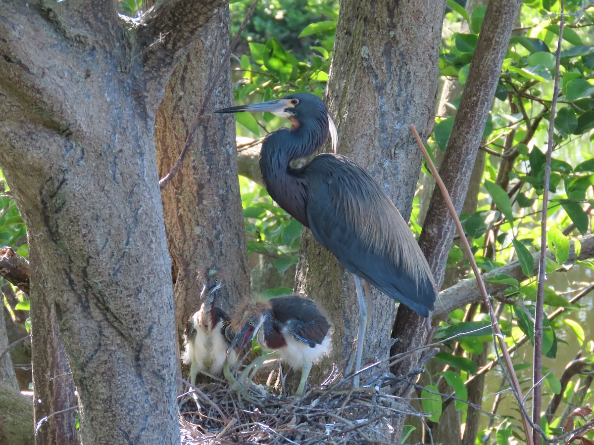 Tricolored Heron - ML633900446