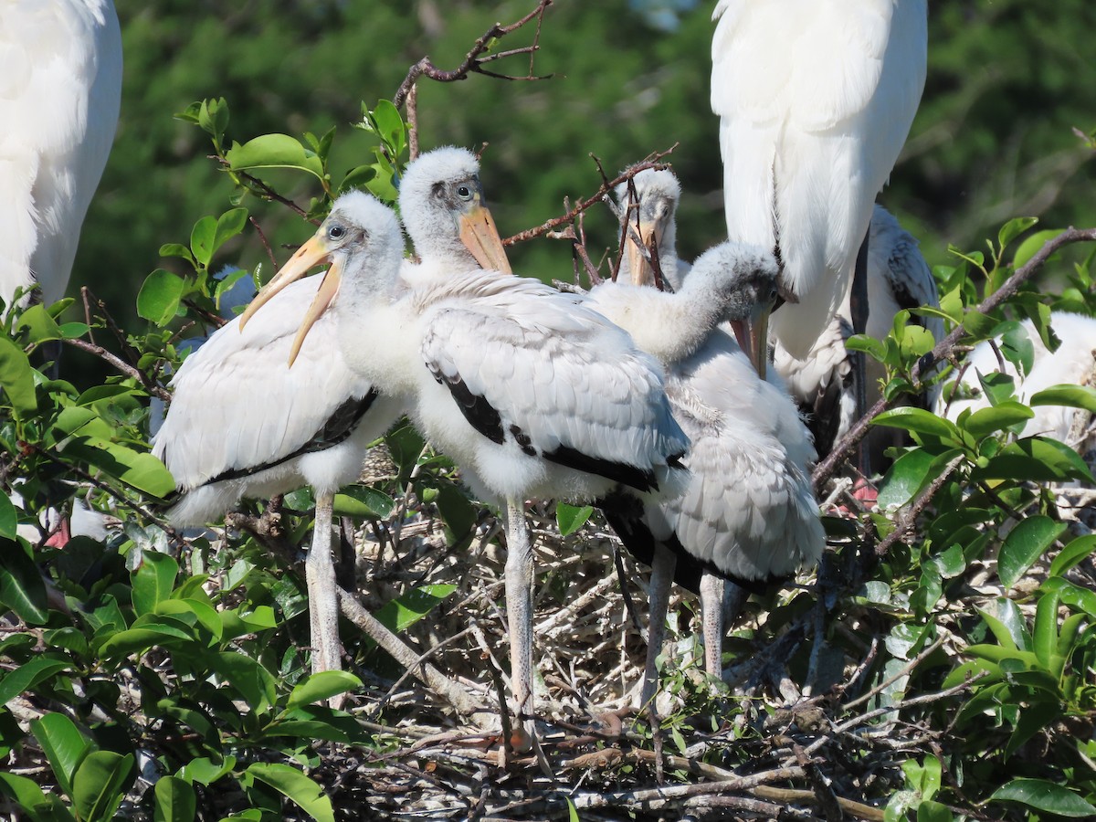 Wood Stork - ML633900452