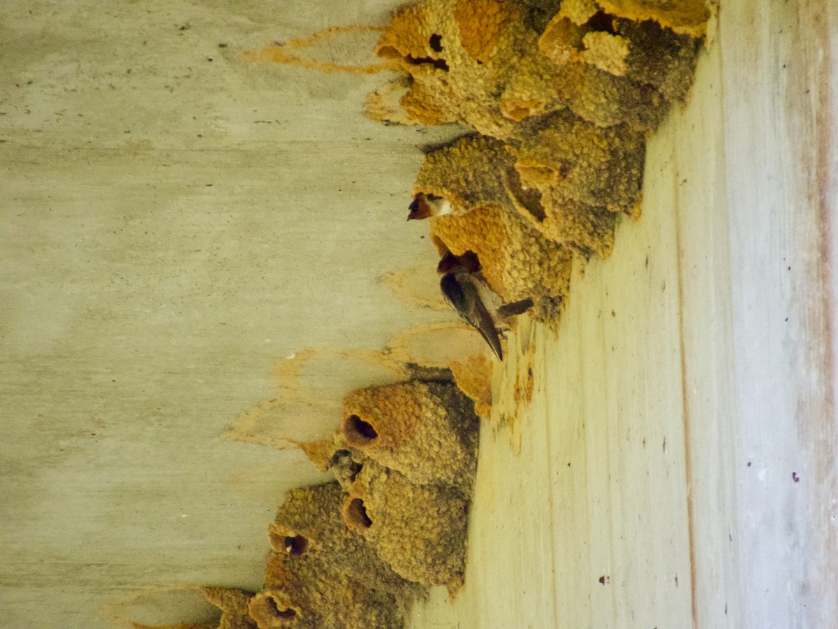 Cliff Swallow - ML633900521