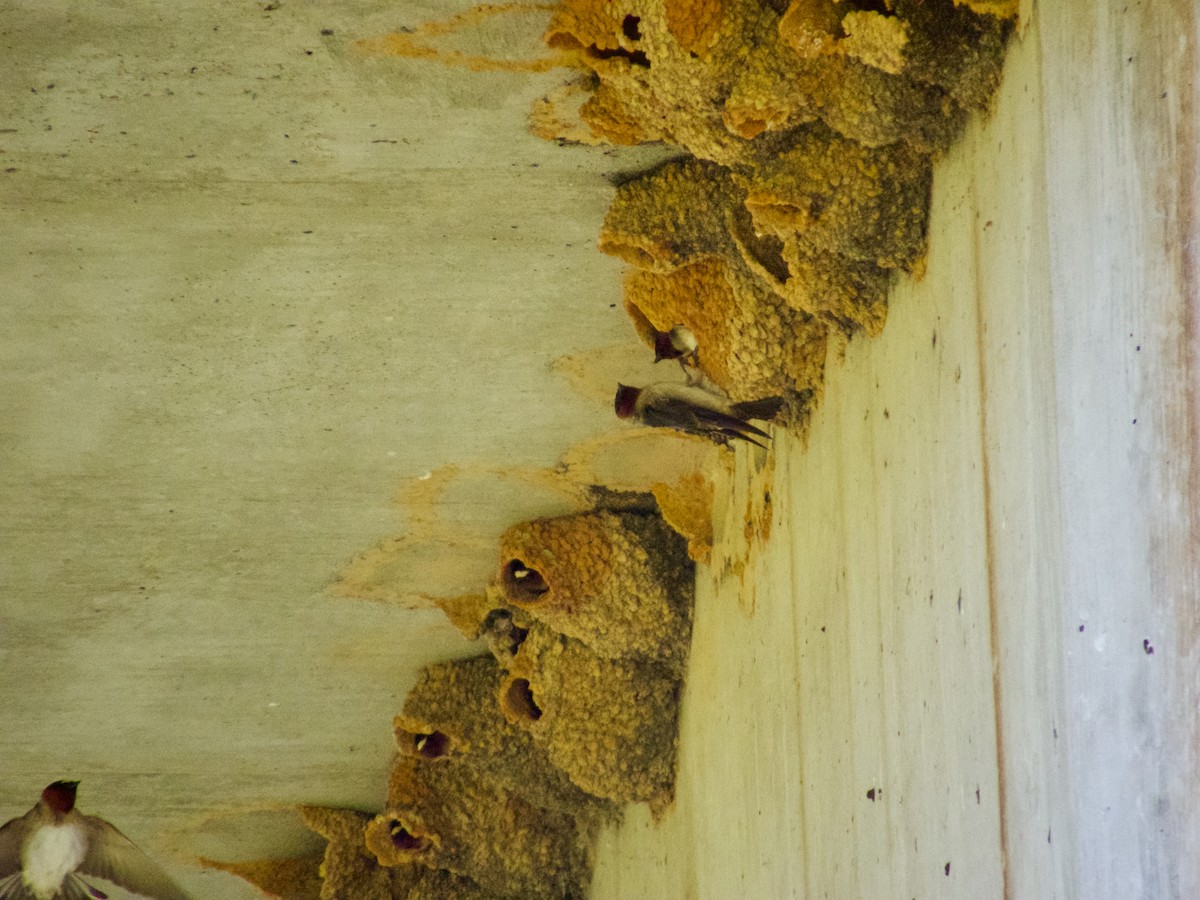 Cliff Swallow - ML633900524