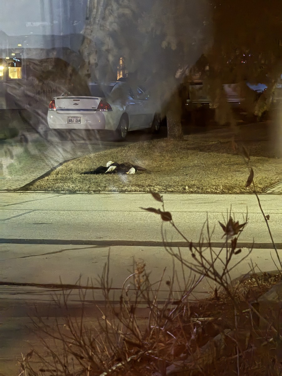 Weißkopf-Seeadler - ML633900544