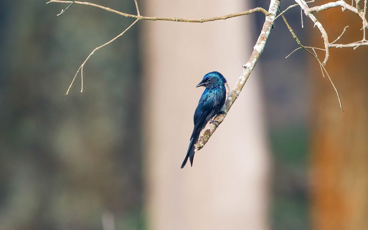 Bronzed Drongo - ML633900719