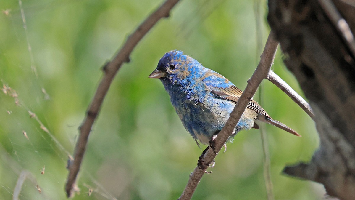 Indigo Bunting - ML633900720