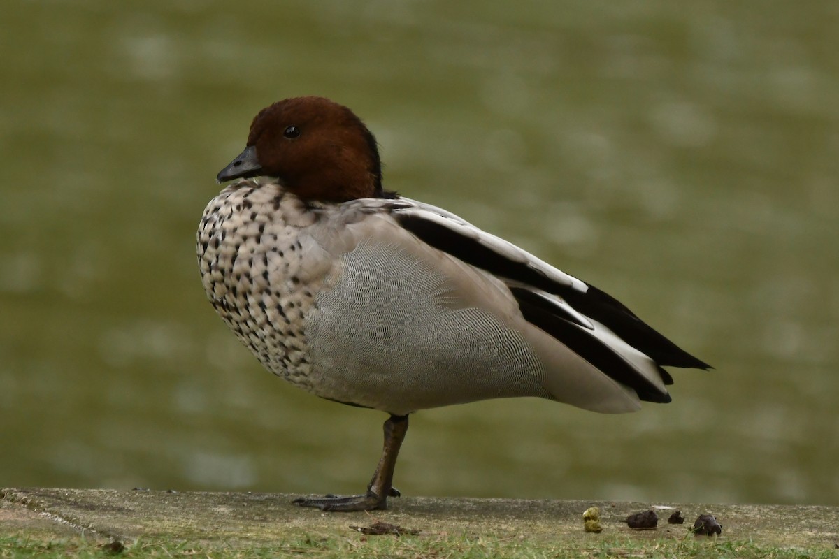 Maned Duck - ML633900728