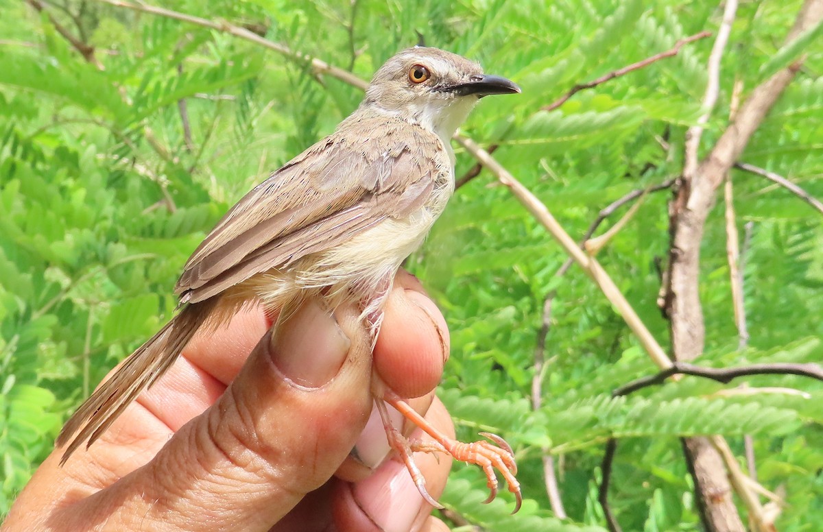 Prinia modeste - ML633900736