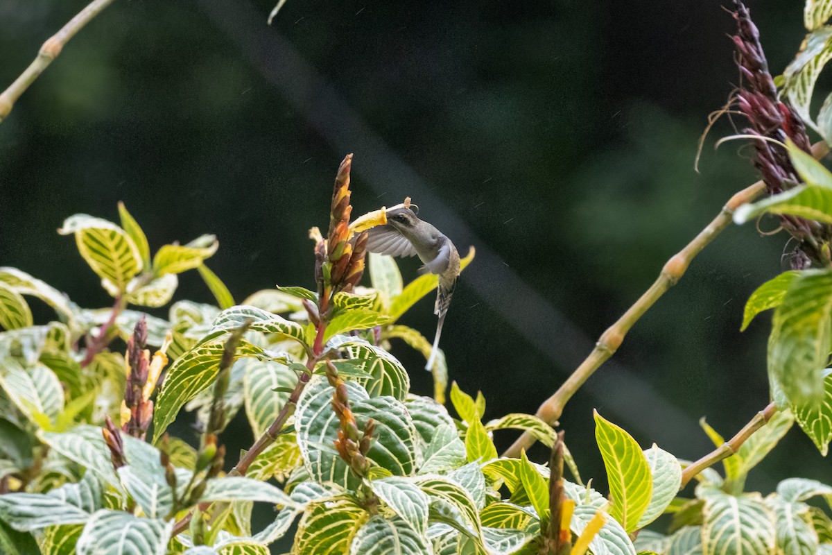 Long-billed Hermit - ML633900768