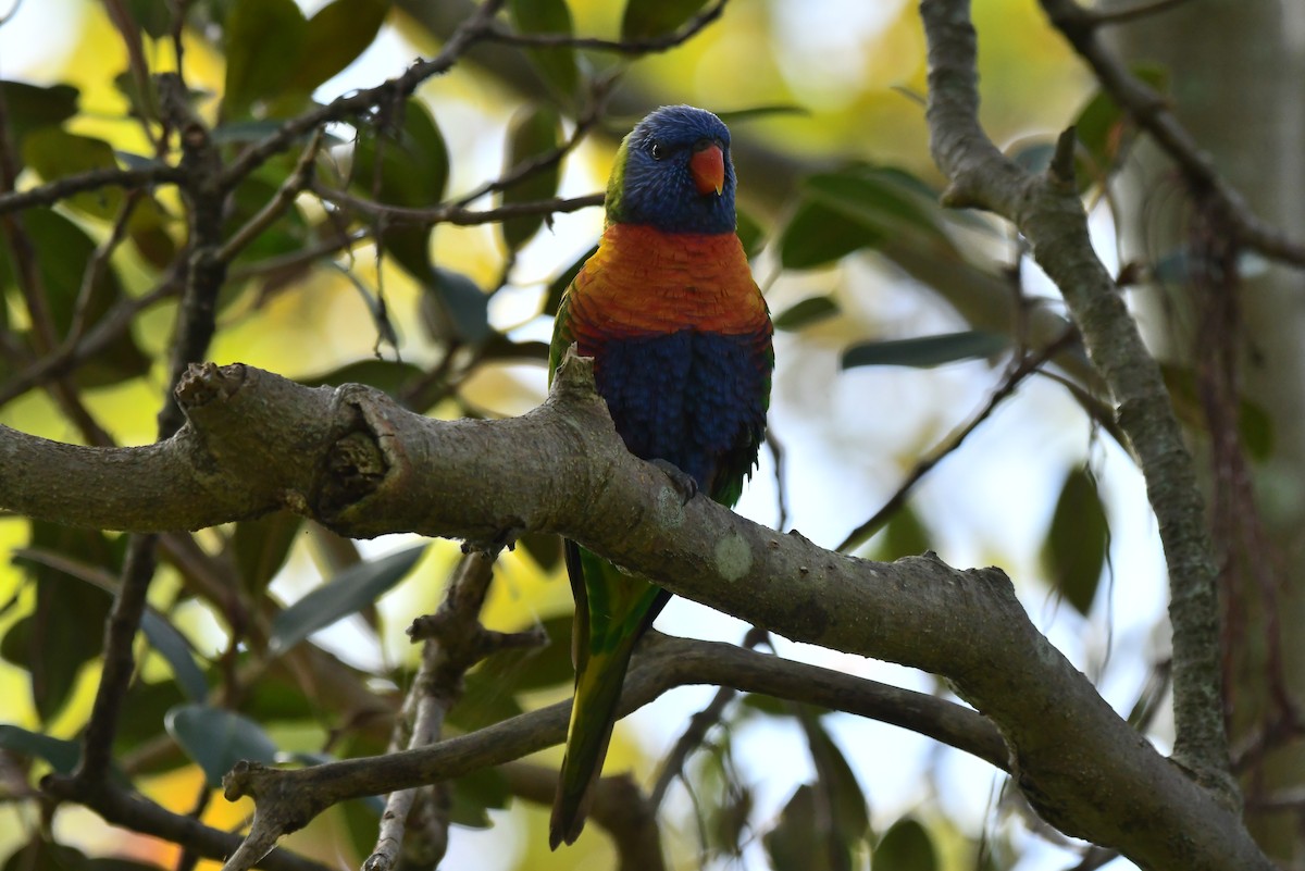Rainbow Lorikeet - ML633900796