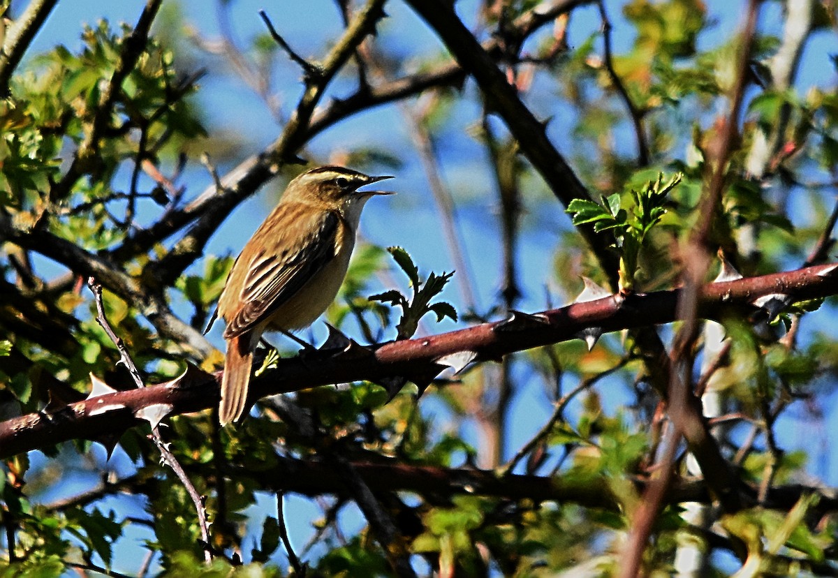 Sedge Warbler - ML633900829