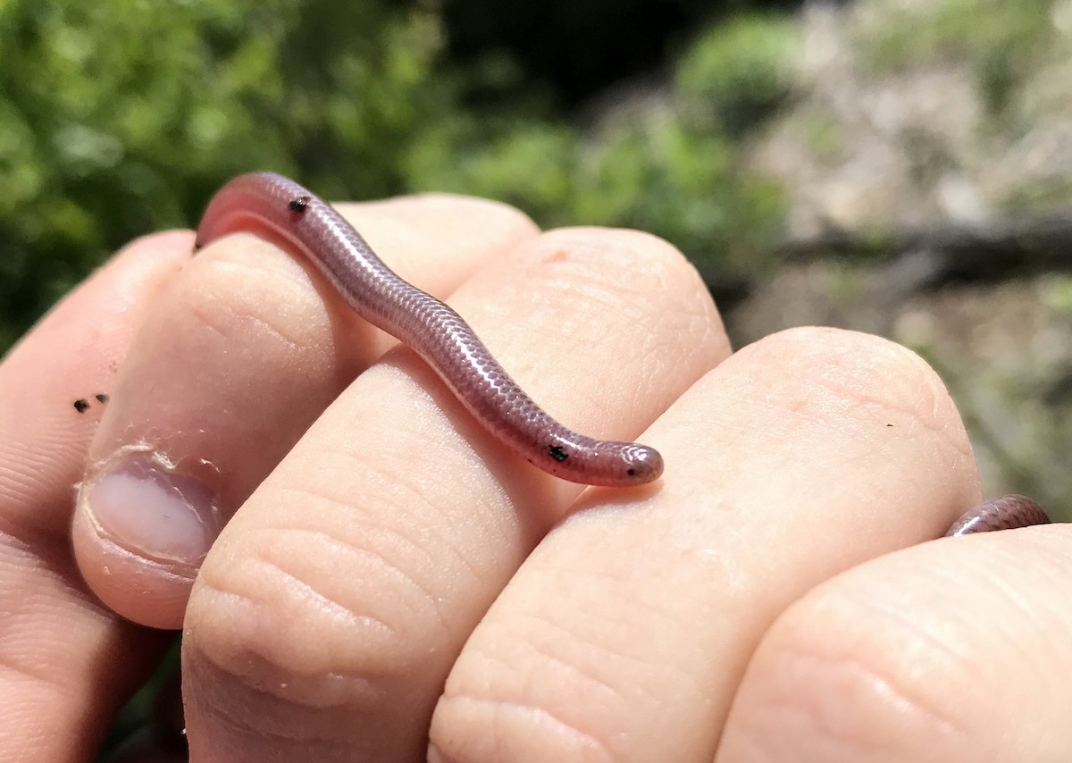 Earthworm Blind Snake - ML633900964