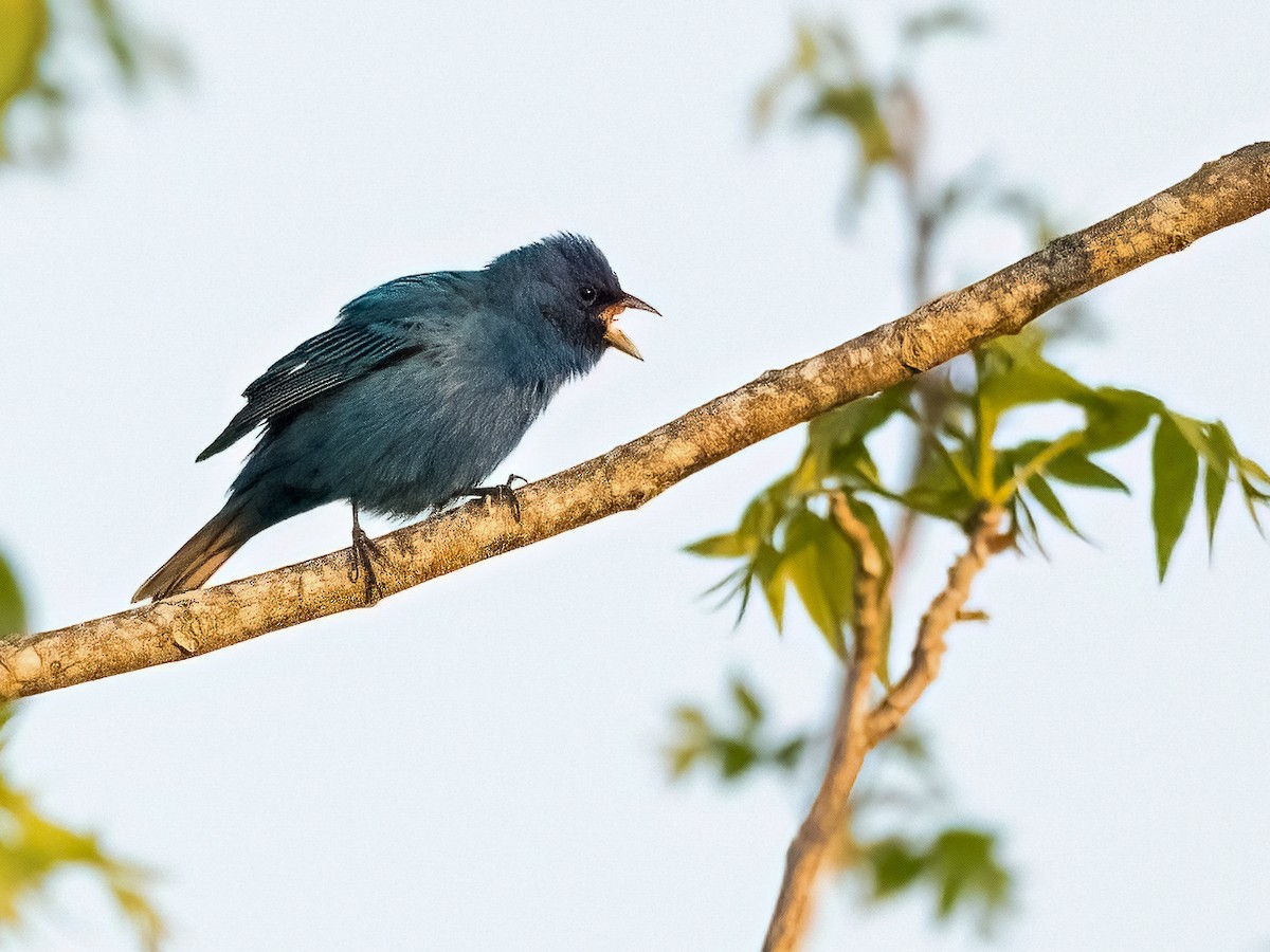 Indigo Bunting - ML633900983