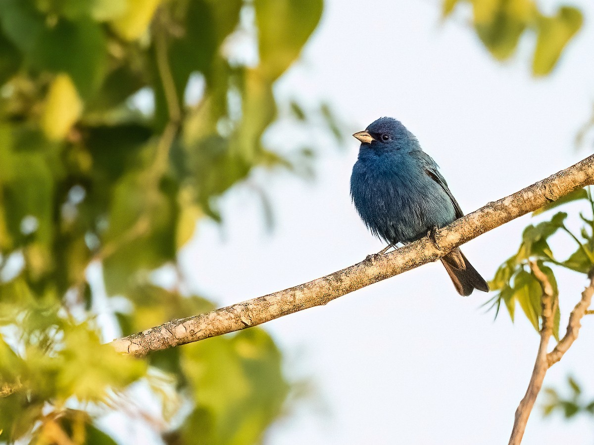 Indigo Bunting - ML633900984