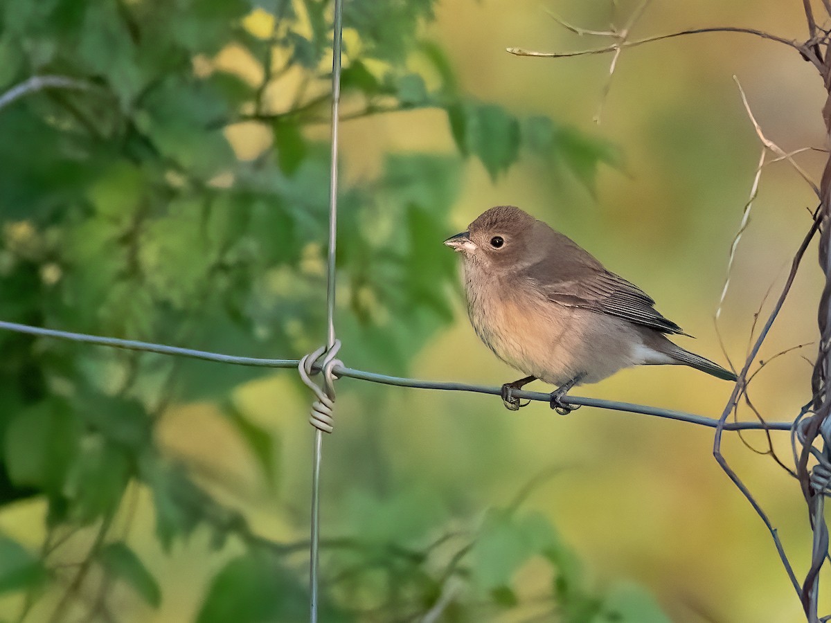 Indigo Bunting - ML633900985