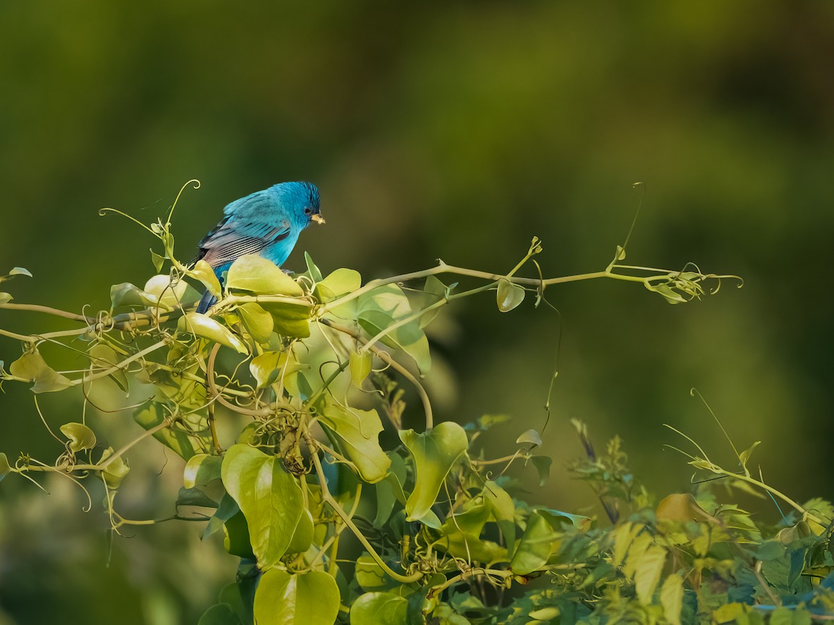 Indigo Bunting - ML633901055