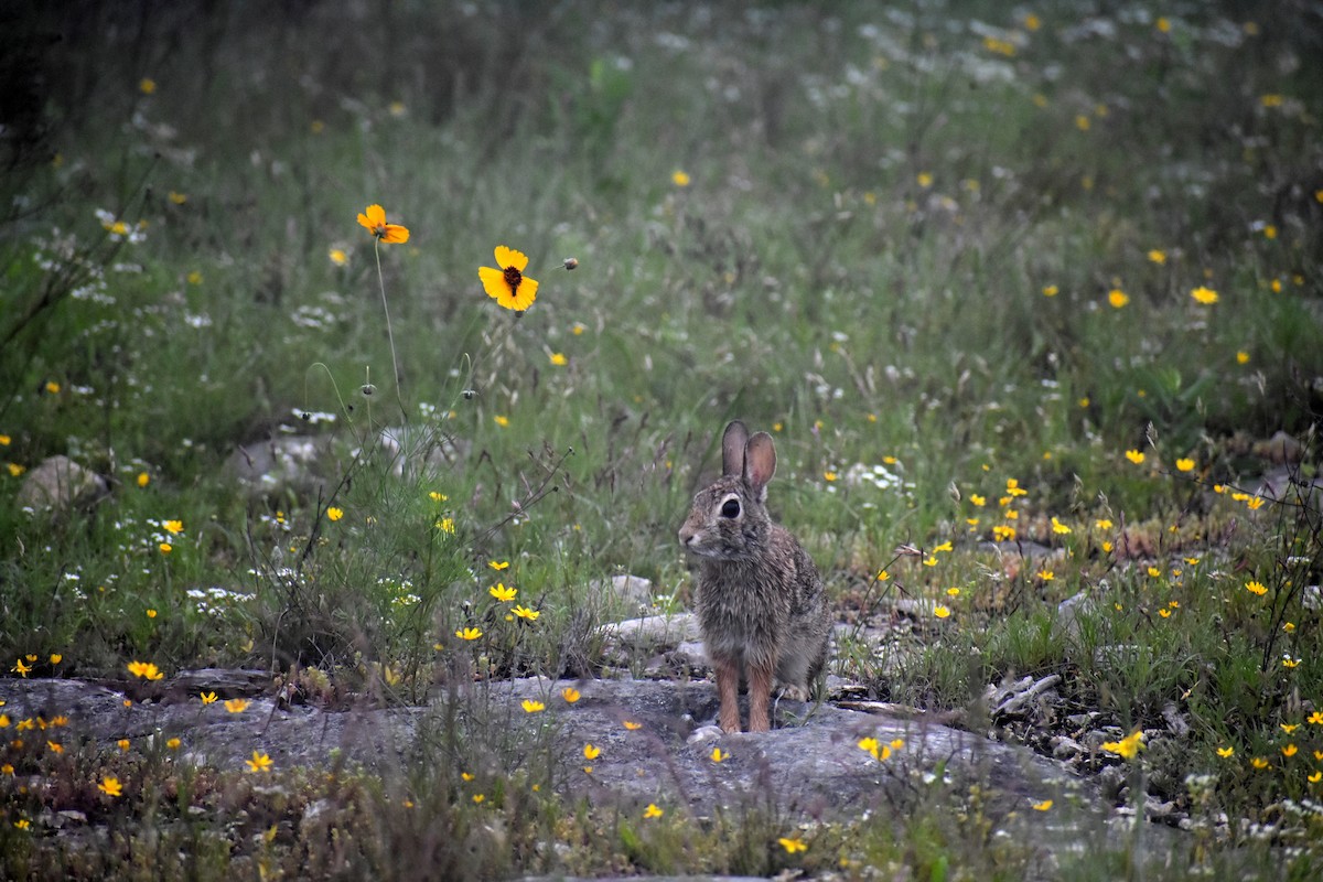 Eastern Cottontail - ML633901068