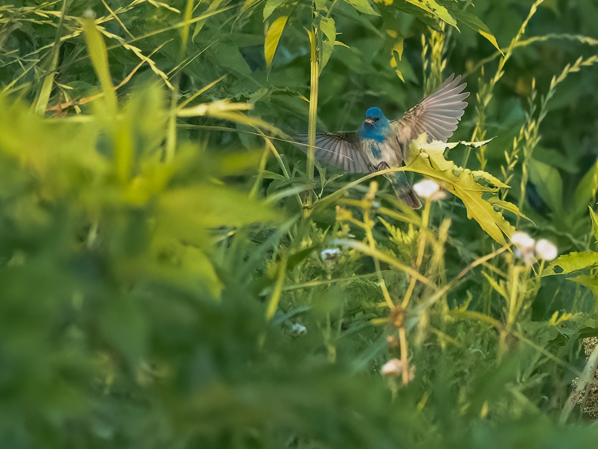 Indigo Bunting - ML633901072