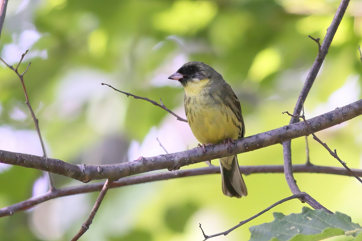 Black-faced/Masked Bunting - ML633901204
