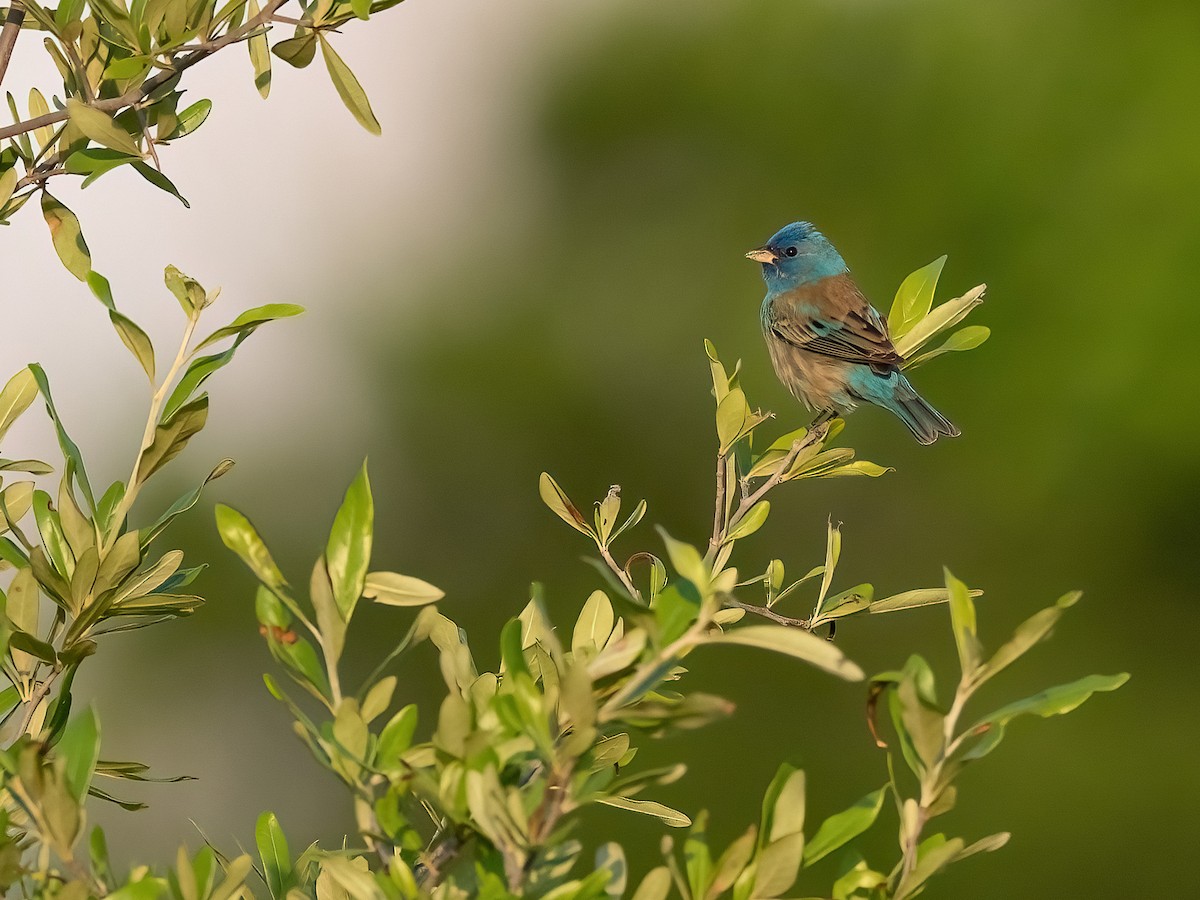 Indigo Bunting - ML633901246