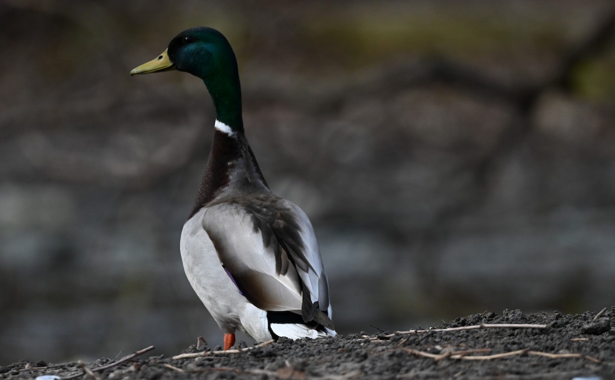 Mallard - ML633901319