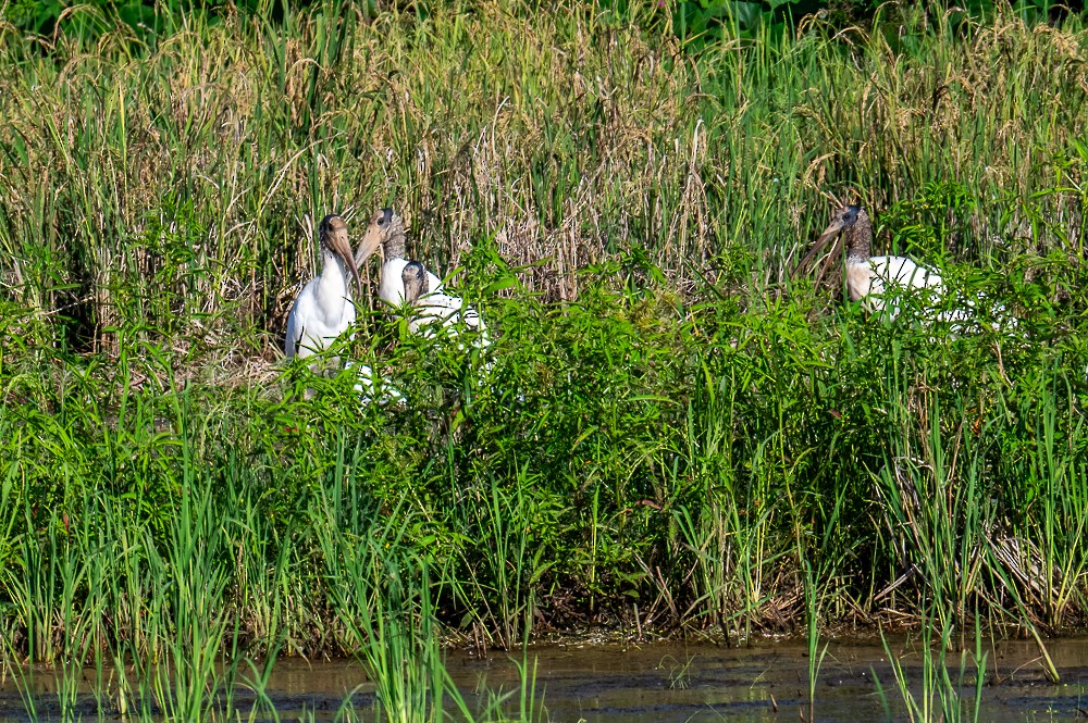 Wood Stork - ML633901333