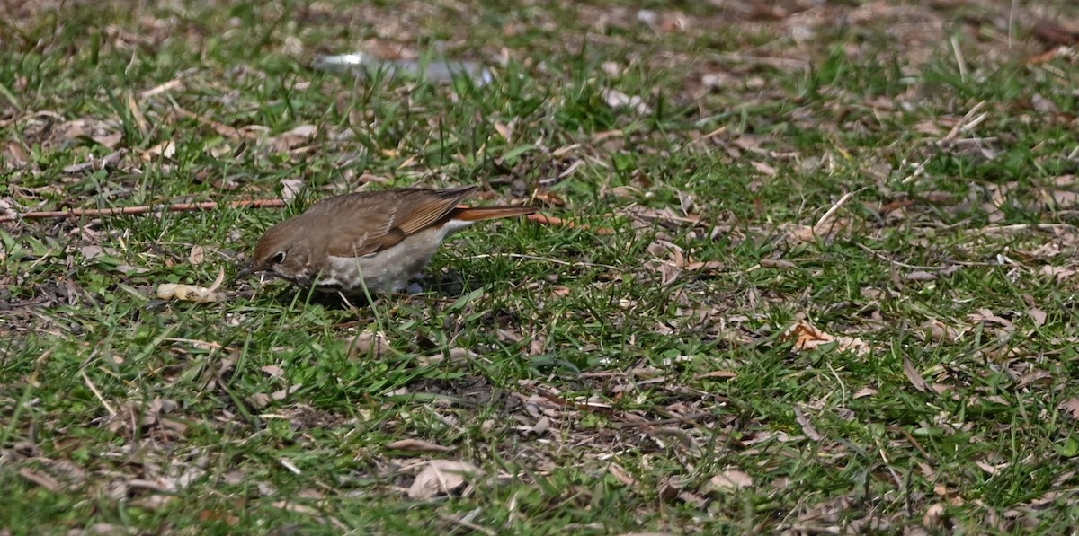 Hermit Thrush - ML633901336