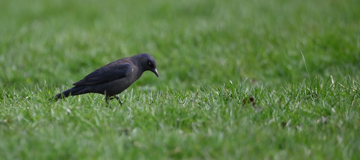 Rusty Blackbird - ML633901347