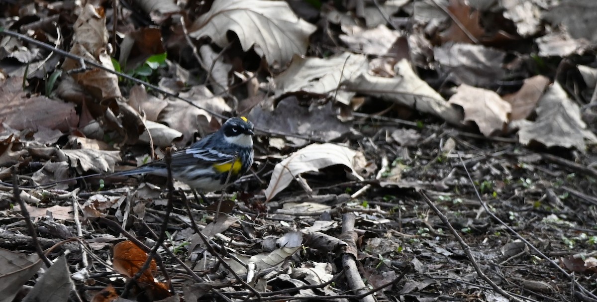 Yellow-rumped Warbler - ML633901354