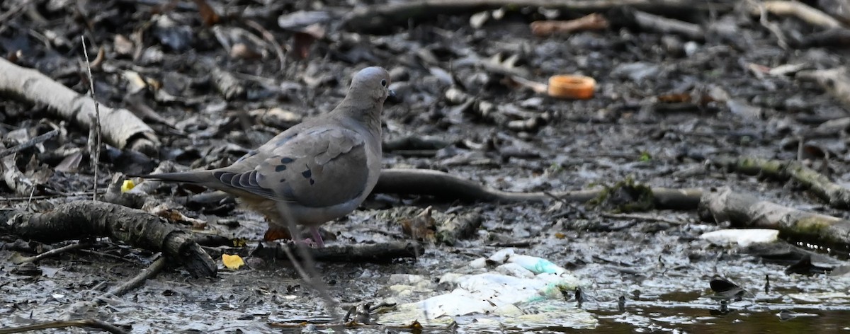 Mourning Dove - ML633901492