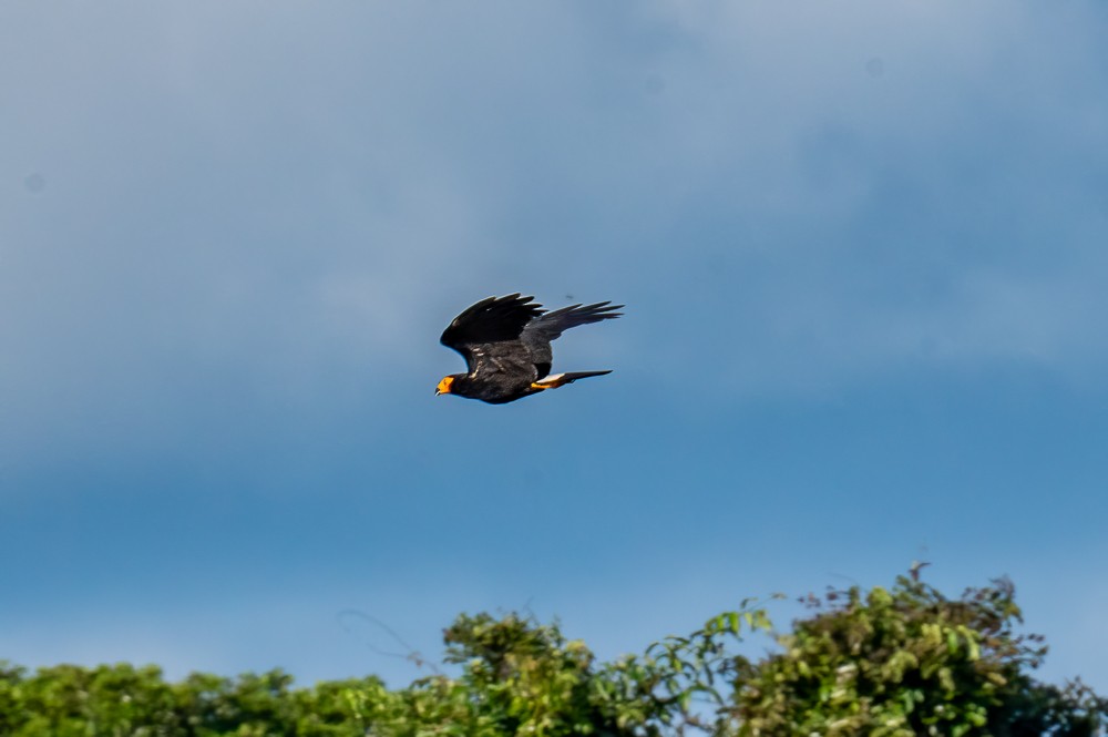 Black Caracara - ML633901559