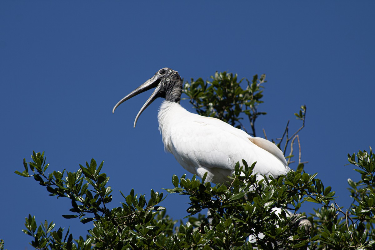 Wood Stork - ML633901717