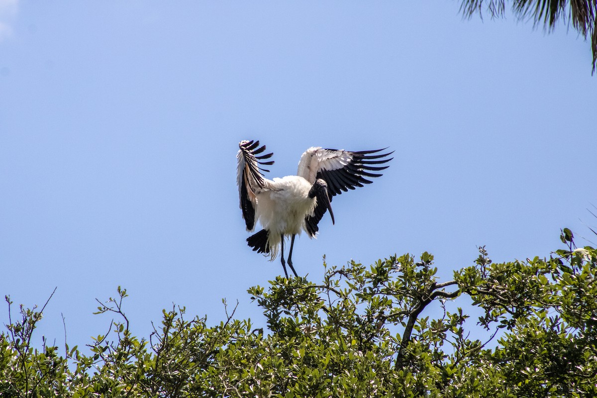 Wood Stork - ML633901718