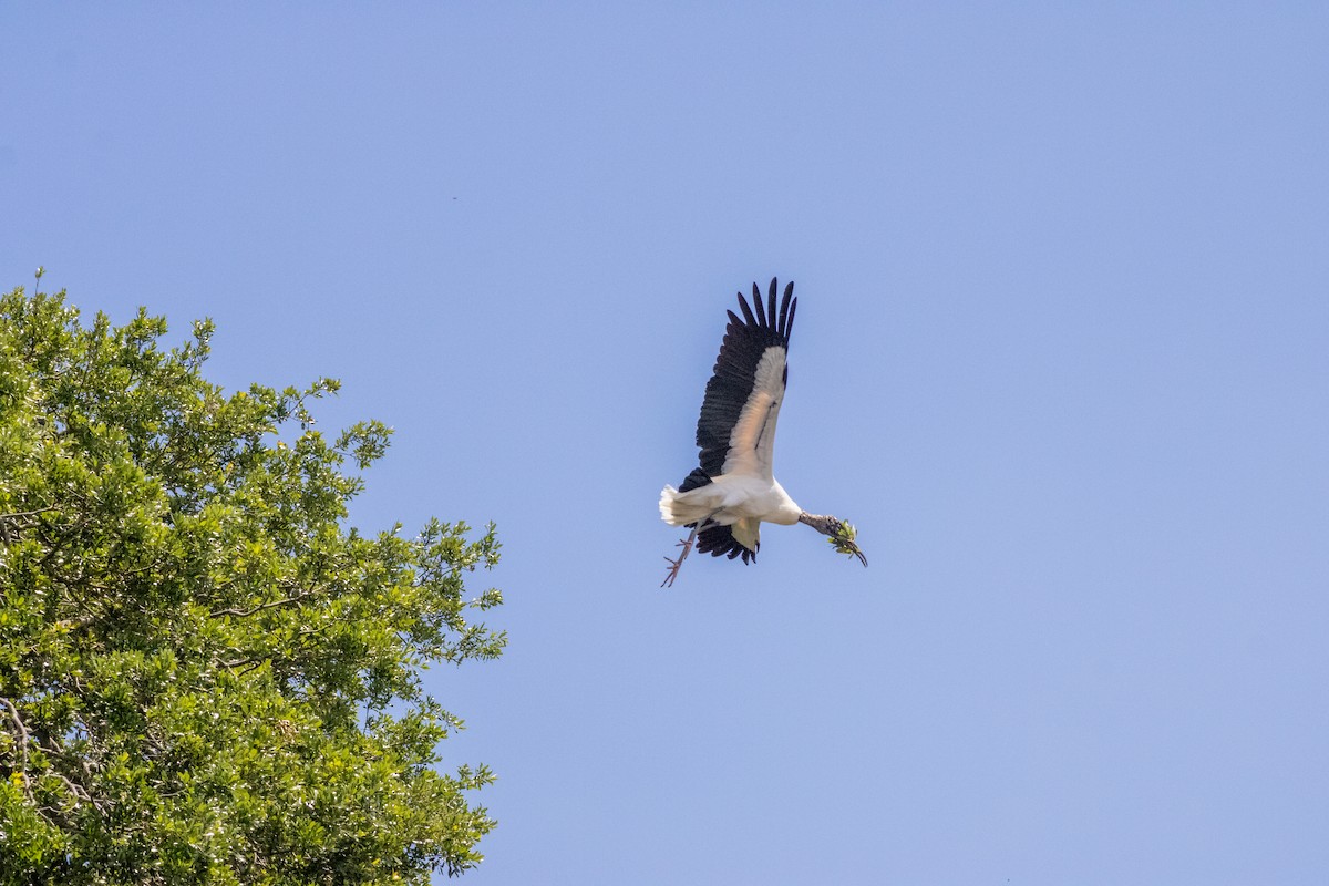 Wood Stork - ML633901720