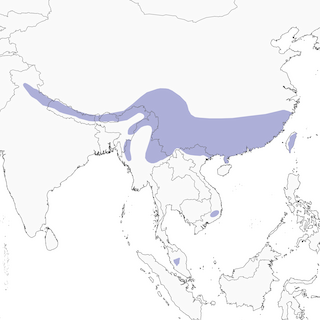 Distribution of the Brown Bullfinch - Range Map