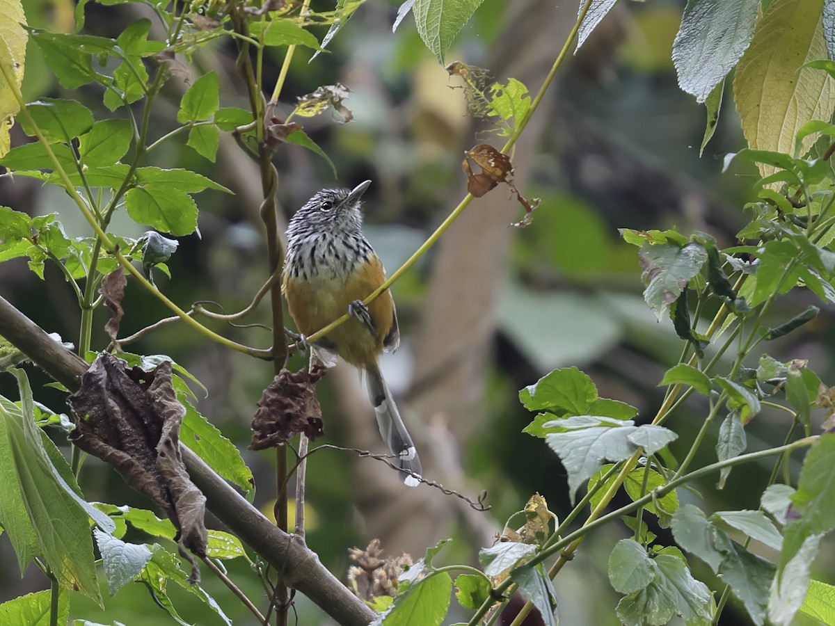 Santa Marta Antbird - ML633902274