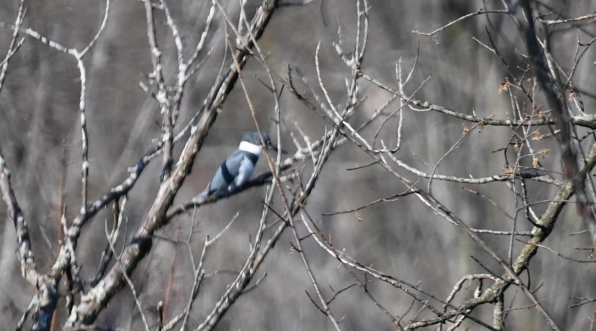 Belted Kingfisher - ML633902302