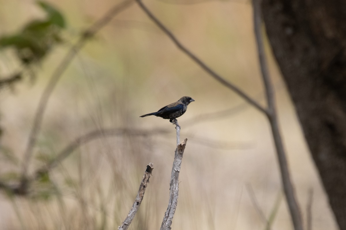 Blue-black Grassquit - ML633902314