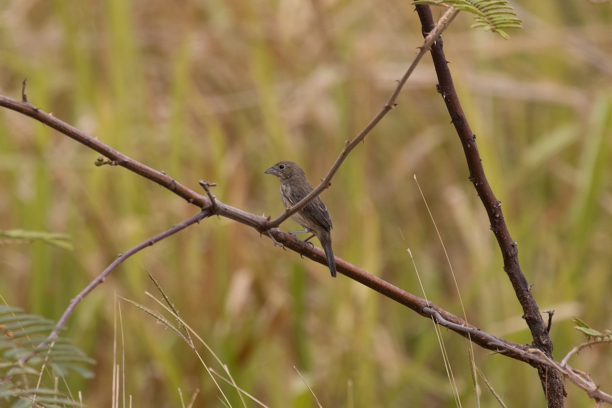 Blue-black Grassquit - ML633902315