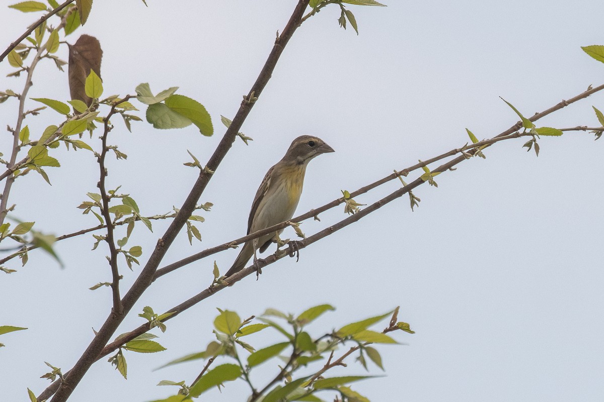 Dickcissel - ML633902334