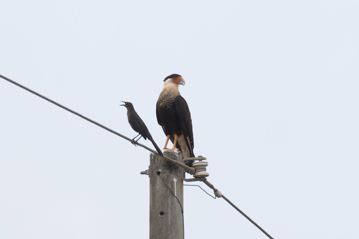 Crested Caracara - ML633902338