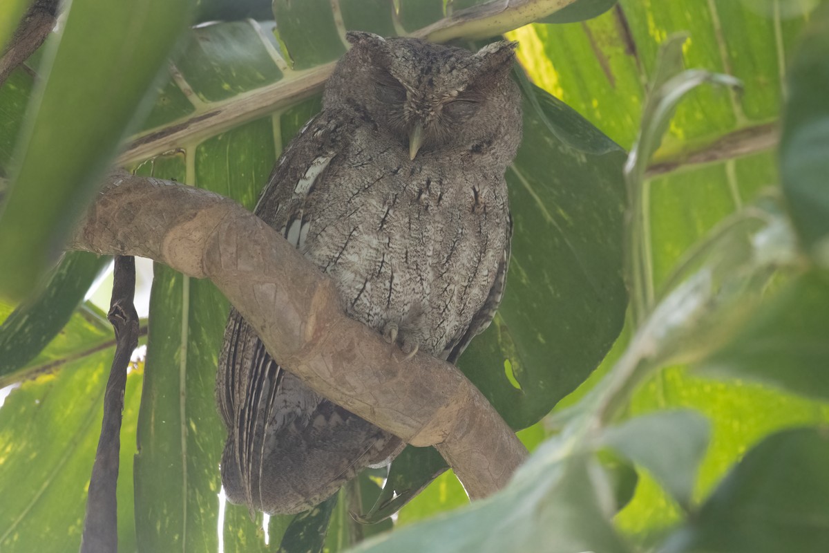 Pacific Screech-Owl - ML633902349