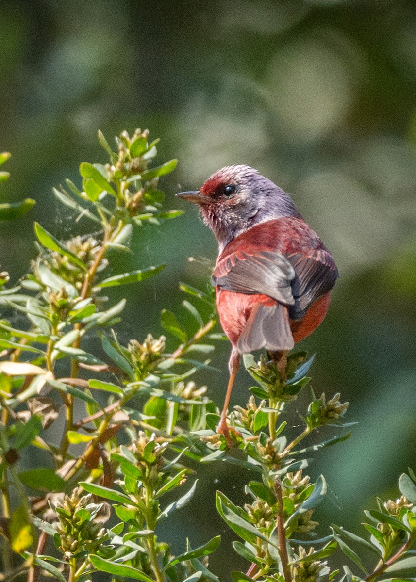 rosenparula - ML633902389