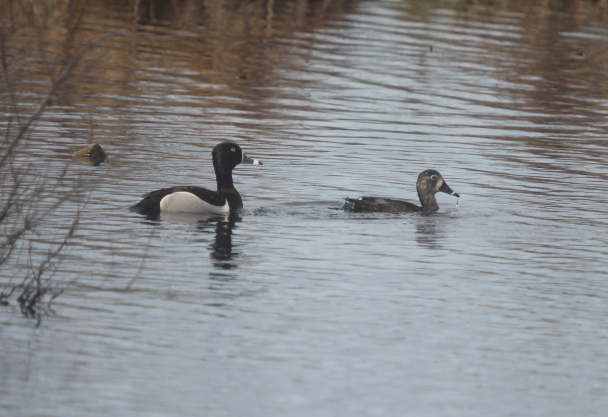 Ring-necked Duck - ML633902476