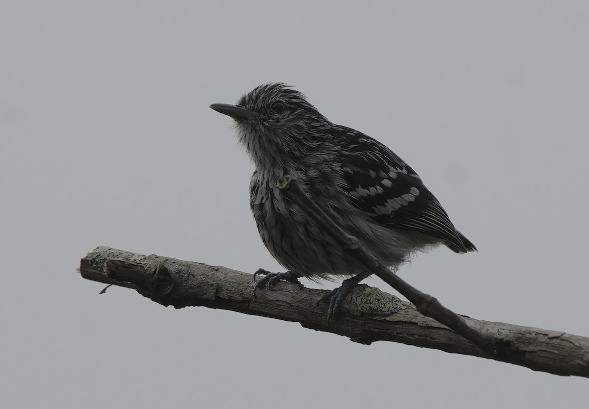 Pacific Antwren - ML633902495