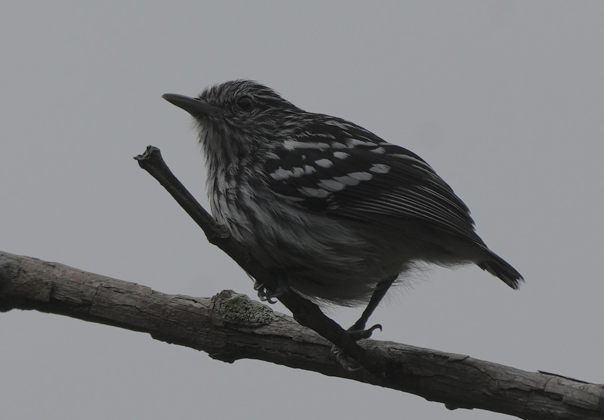 Pacific Antwren - ML633902496