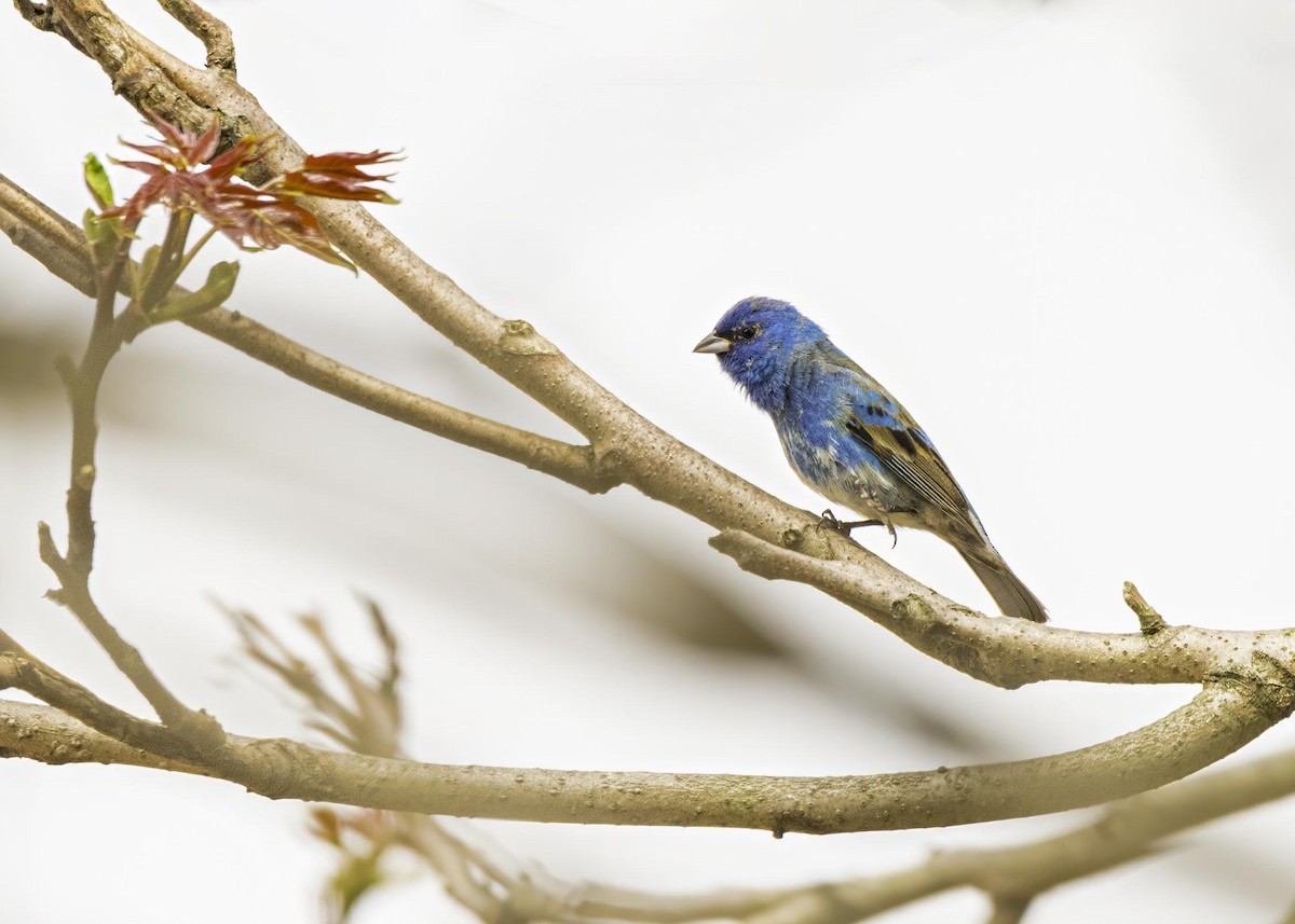 Indigo Bunting - ML633902570