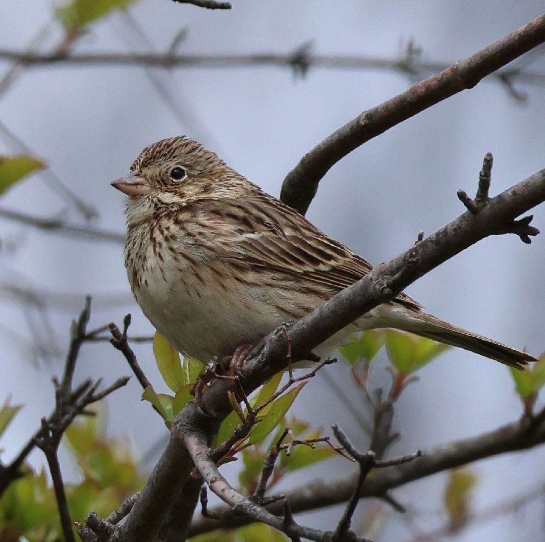 Vesper Sparrow - ML633902609