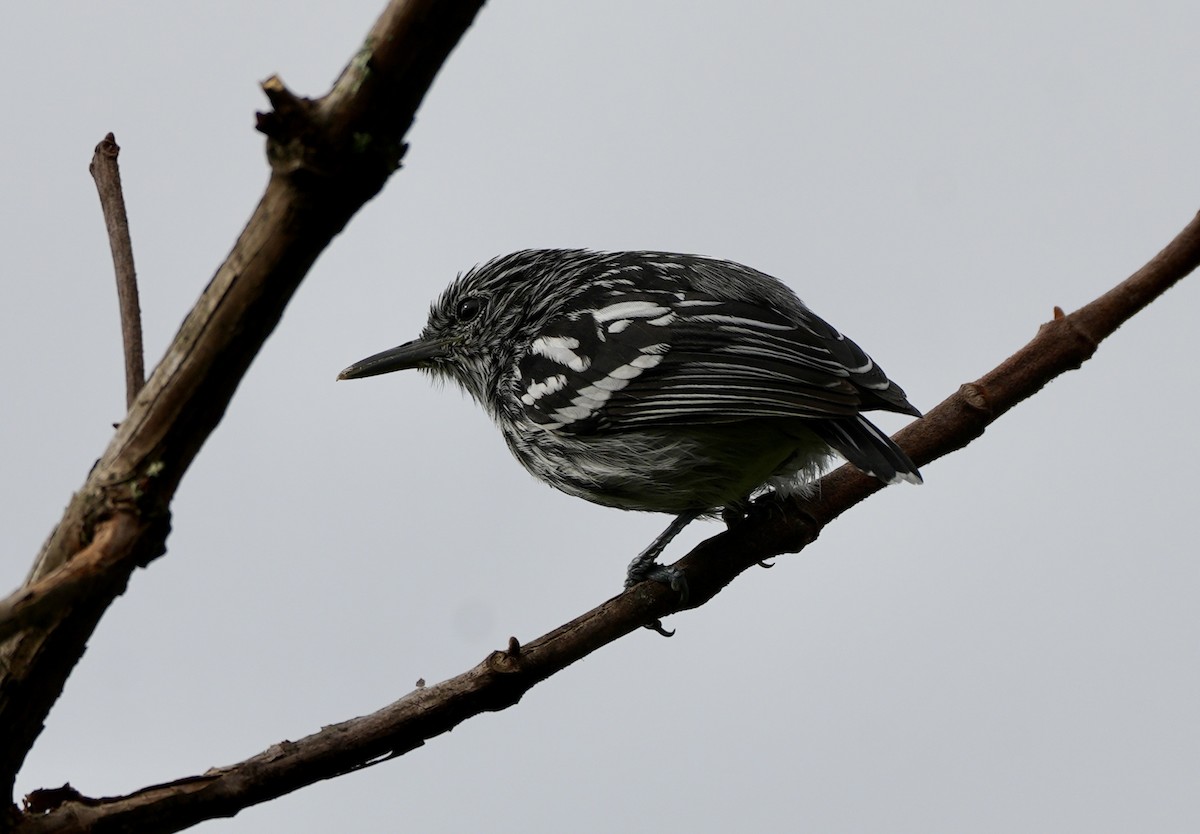Pacific Antwren - ML633903008
