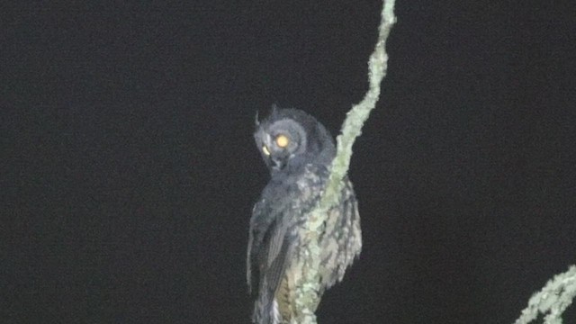 Stygian Owl - ML633903020