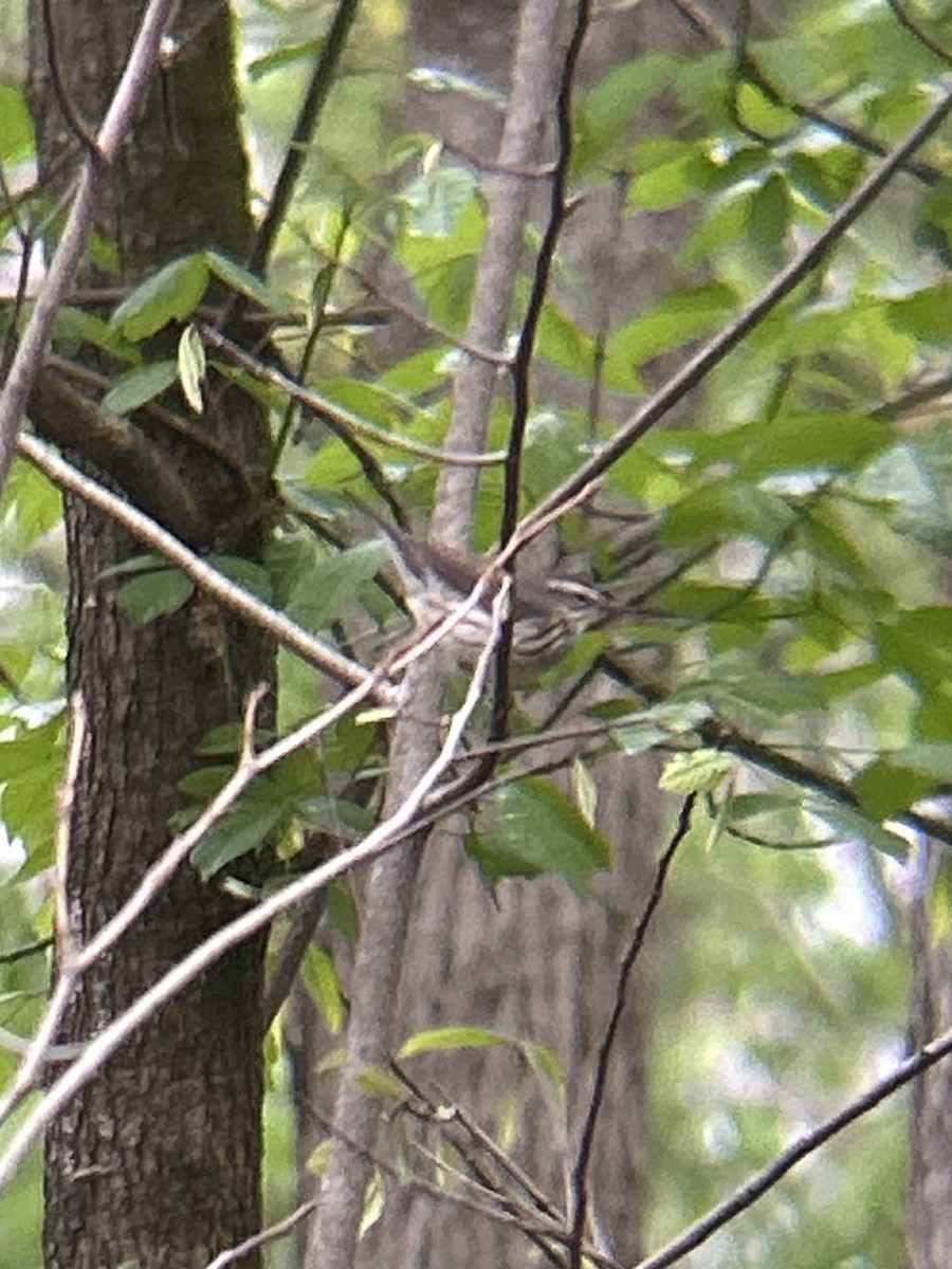 vannparula - ML633903227