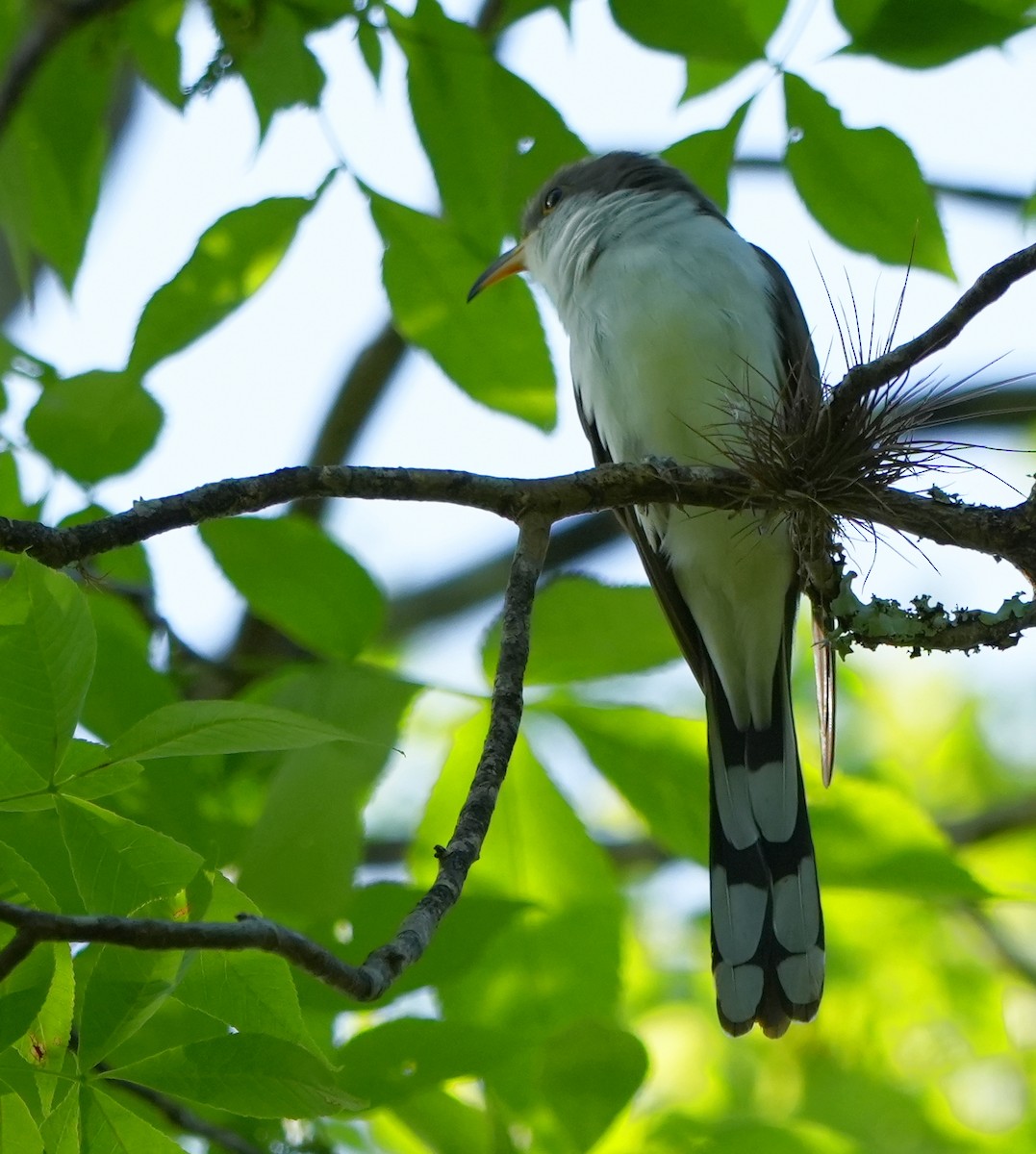Yellow-billed Cuckoo - ML633904003